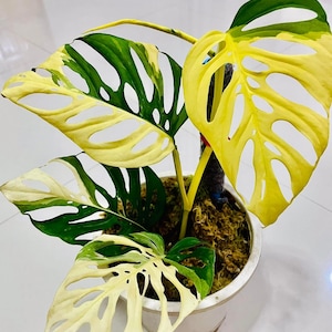 Monstera Acuminata ALBO Variegated One Leaf Rooted Node Cuttings Indoor Outdoor Rare Plant Gardening