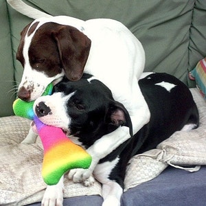 JUMBO - DOUBLE SQUEAKER - Dog Bone Toy - many colors