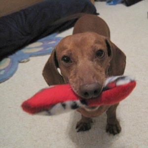 Hubby Stuffed DOG BONE SQUEAKER Toy - many colors - size S M L