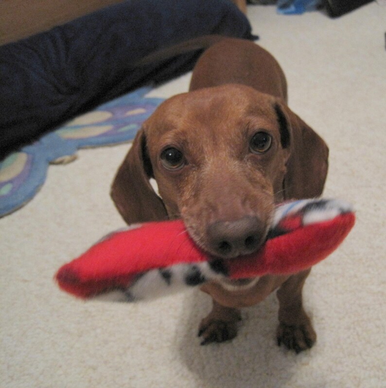 stuffed dog bone toy