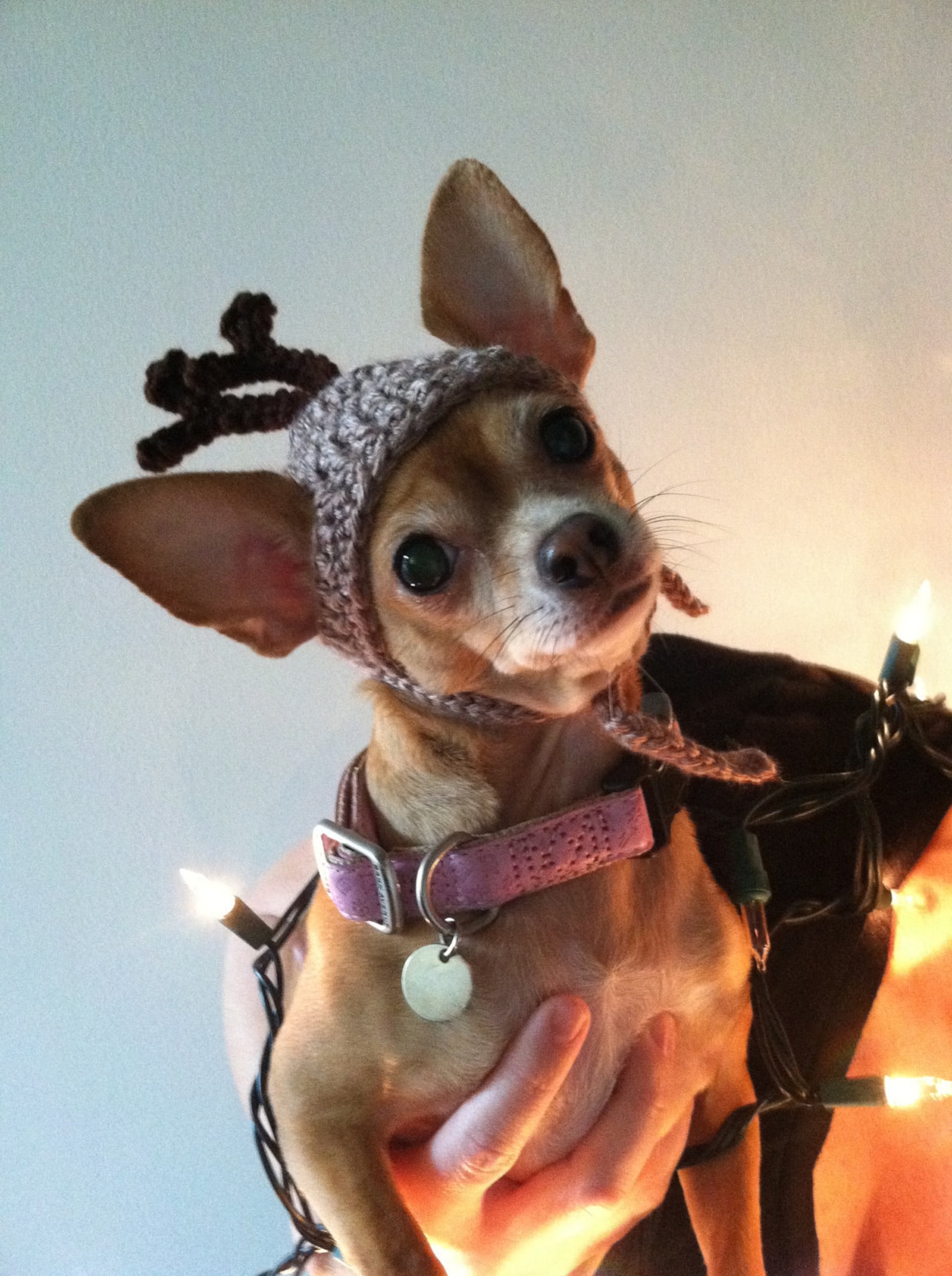 Dog Hat REINDEER Christmas Pet Hat Humorous 2 to 20 Lb Etsy