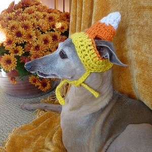 Dog hat CANDY CORN Thanksgiving pet hat Humorous 2 to 60 lb pets need measurement image 2