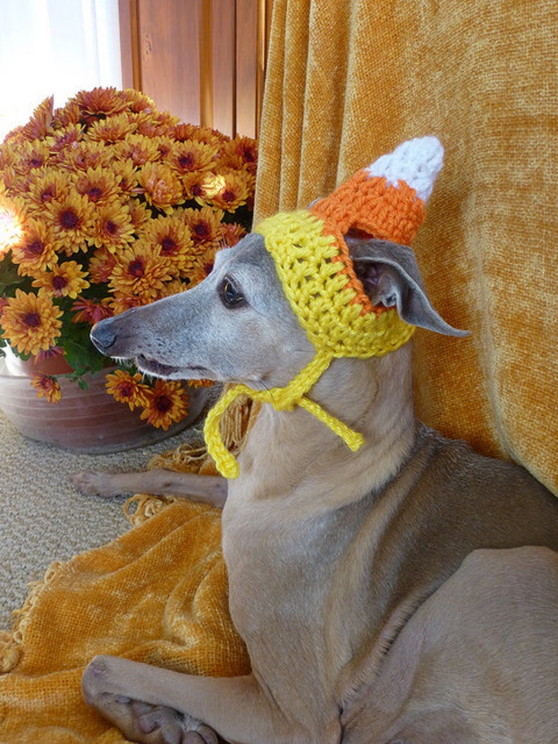 Dog hat CANDY CORN Thanksgiving pet hat Humorous 2 to 60 lb pets need measurement image 2