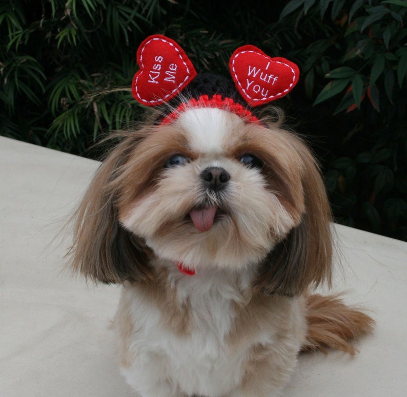 FLOATING HEARTS WEDDING or Valentine Dog hat Humorous 2 to 20 lb pets-made to order image 1