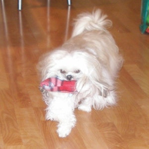 May include: A white fluffy dog with long hair plays with a red and white toy on a wooden floor.