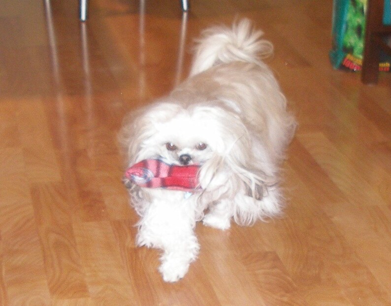 May include: A white fluffy dog with long hair plays with a red and white toy on a wooden floor.