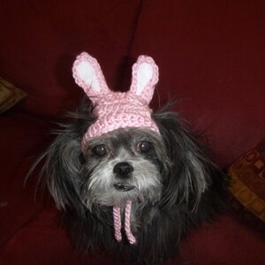 EASTER BUNNY Dog hat - Humorous - 2 to 20 lb pets - choose color - need measurement