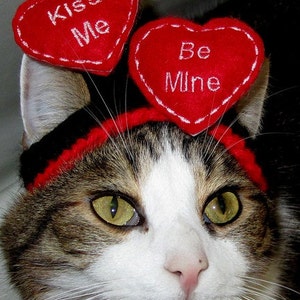 FLOATING HEARTS - WEDDING or Valentine Cat or Dog hat - Humorous - 2 to 20 lb pets-made to order