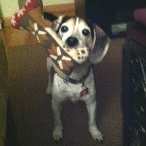 JUMBO - SINGLE SQUEAKER - Dog Bone Toy - many colors