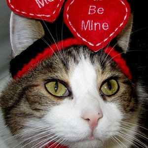 FLOATING HEARTS WEDDING or Valentine Dog hat Humorous 2 to 20 lb pets-made to order image 2