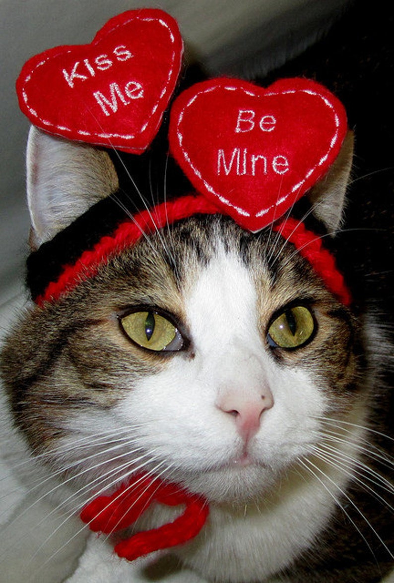 FLOATING HEARTS WEDDING or Valentine Dog hat Humorous 2 to 20 lb pets-made to order image 2