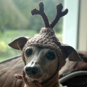 REINDEER dog hat - Christmas pet hat - Humorous Funny Antlers - 2 - 60 lbs -Made to Order