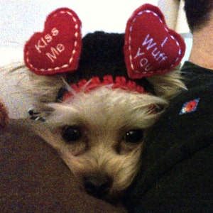 FLOATING HEARTS WEDDING or Valentine Dog hat Humorous 2 to 20 lb pets-made to order image 4