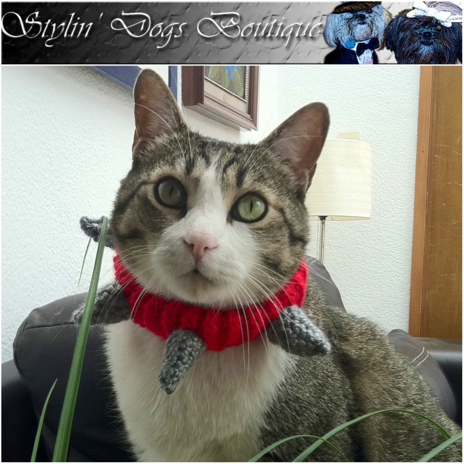 cat with spiked collar