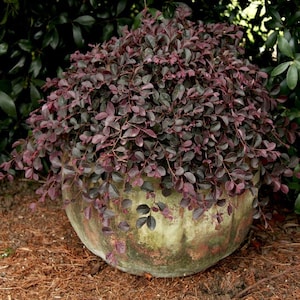 Purple Pixie Loropetalum Live Potted Plant | Loropetalum Bush