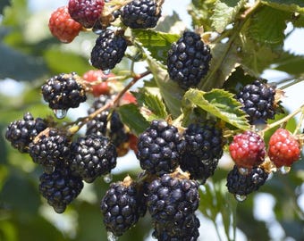 May include: Close-up of a blackberry branch with ripe, juicy blackberries and a few unripe red berries. The blackberries are a deep, glossy black, and water droplets cling to the fruit. Green leaves and stems complete the natural scene.