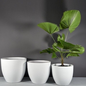 May include: Three white, modern, egg-shaped planters. One planter contains a green plant with large, fan-shaped leaves. The planters are arranged in a row against a gray background. The planters are made of a smooth, glossy material.