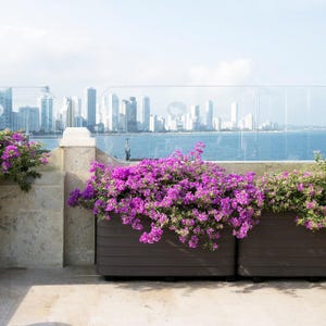 May include: Two large, dark brown rectangular planters overflowing with vibrant purple bougainvillea flowers. The planters sit on a stone patio with a city skyline and ocean in the background, under a bright blue sky.