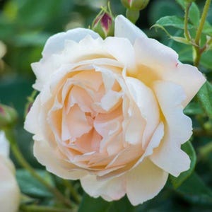 May include: Close-up of a fully bloomed rose with creamy white petals and a soft peach center. The rose is surrounded by green leaves and buds, suggesting a garden setting. The flower's delicate layers are visible.