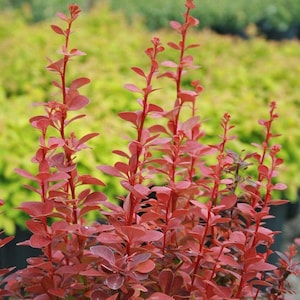 Orange Rocket Barberry Live Potted Plant | Berberis Bush