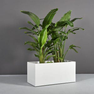 May include: A lush green plant with large, broad leaves is planted in a white rectangular planter. The planter is a simple, modern design, and the plant is thriving. The background is a solid gray color.