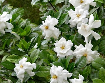 August Beauty Gardenia Live Potted Plant | Gardenia Bush