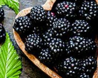 Prime Ark Freedom Blackberry | Container Gardening | Outdoor Planter | Indoor Planter