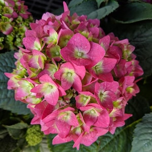 Endless Summer® Summer Crush Hydrangea Live Potted Plant | Hydrangea Bush