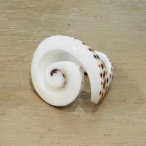 Anello a spirale con conchiglia bianca