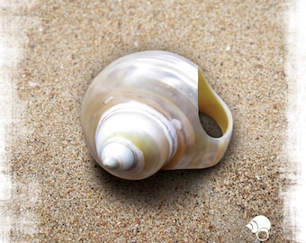 White Seashell Ring