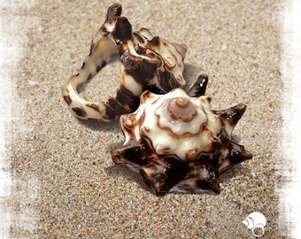 Natural Seashell Ring