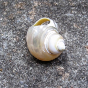 Pu&ograve; includere: Una conchiglia perlacea a forma di spirale con un'apertura gialla. Il guscio ha una superficie liscia e iridescente con sfumature di bianco, crema e giallo pallido. &Egrave; una forma naturale e organica.