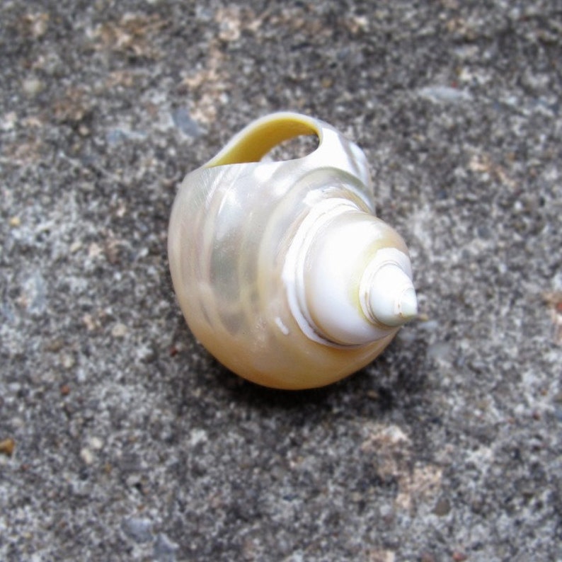 Pu&ograve; includere: Una conchiglia perlacea a forma di spirale con un'apertura gialla. Il guscio ha una superficie liscia e iridescente con sfumature di bianco, crema e giallo pallido. &Egrave; una forma naturale e organica.