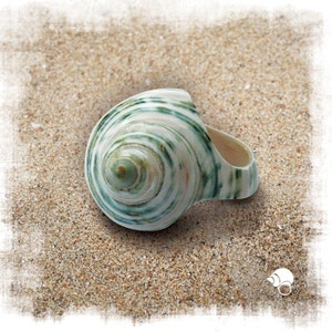 Anello in conchiglia naturale turchese