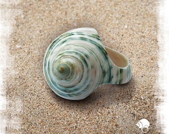 Turquoise Natural Seashell Ring