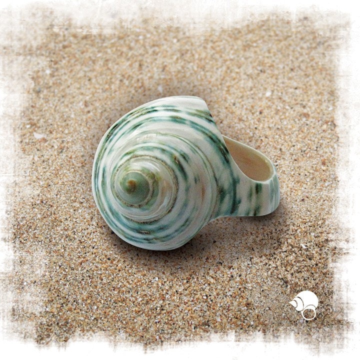 Turquoise Seashell Ring Etsy