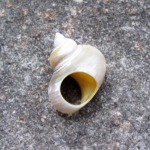 Pu&ograve; includere: Un anello a conchiglia color crema perlaceo, con una parte superiore a spirale e una grande apertura circolare. L'anello &egrave; posto su una superficie grigia e strutturata, che mostra la sua bellezza naturale e il suo design unico. L'interno dell'anello &egrave; giallo.