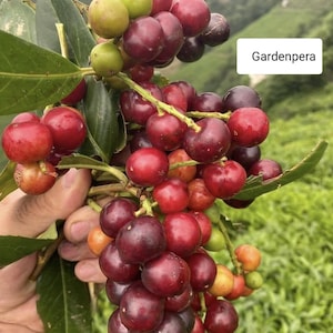 Prunus laurocerasus (braambes)- laurierkers, fruitboom 4 nieuwe stekjes