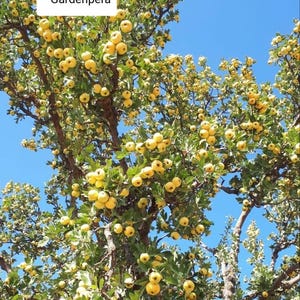 Crataegus tanacetifolia Yellow Hawthorn Quince 60 Hawthorn Fresh Seeds Fruit Tree