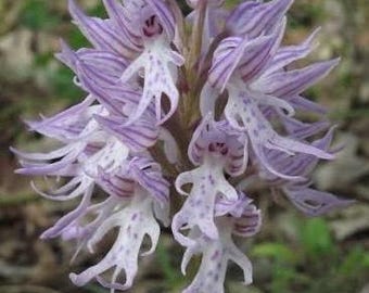 Orchis italica (Kaninchenferse, Topbaş) 10 Knollen