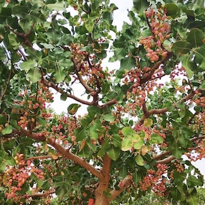 Pistacia vera_ pistachier 30 nouvelles graines