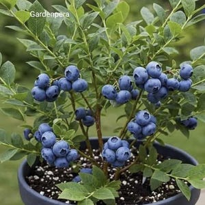 Burberry _ Whortleberry /Vaccinium Myrtillus 100 Seeds