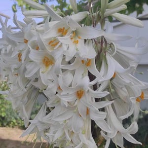 2 White Lily flower bulbs (Lilium candidum)