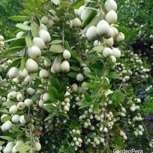 Myrtle Tree, Myrtus Communis Fruit Tree 300 Seeds