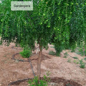 30 Türkiye Jujube (Ziziphus Jujuba) Bonsai Baumfrucht Samen