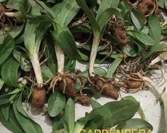 3 Knollenbienen Knabberkraut - Ophrys apifera Pflanze (Seltene Knolle)