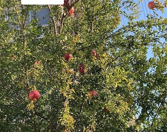 4 piantine fresche di talee senza radici. Albero di melograno, albero da frutto di melograno biologico dolce turco _Punica granatum