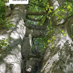 Peut inclure: Une vue rapprochée de la base d'un grand arbre à l'écorce épaisse et blanche. L'arbre est divisé en deux troncs, avec des branches qui s'étendent vers le ciel. Le texte "Gardenpera" est visible dans le coin supérieur gauche de l'image.