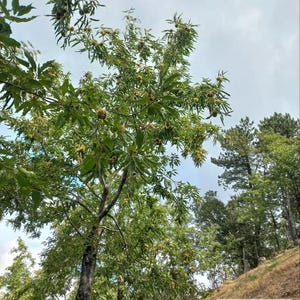 Castanea sativa (Chestnut) Sweet Chestnut Tree 21 New Seeds