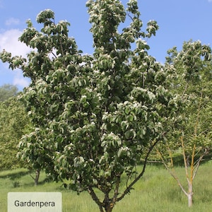 Könnte beinhalten: Ein blühender Baum mit weißen Blüten und grünen Blättern. Der Baum ist in der linken unteren Ecke des Bildes mit "Gardenpera" beschriftet.